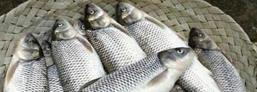 Mazandaran Fish Output Up 11% 