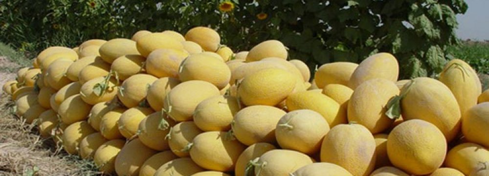 Melons Exported to 25 Countries 