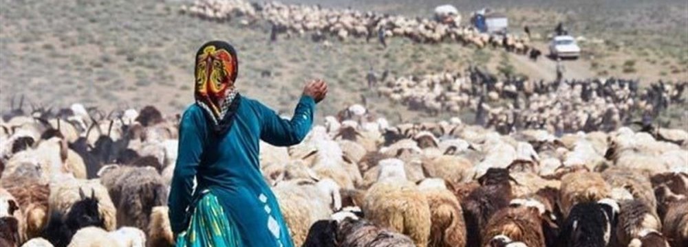 Nomads to Export 500,000 Head of Livestock