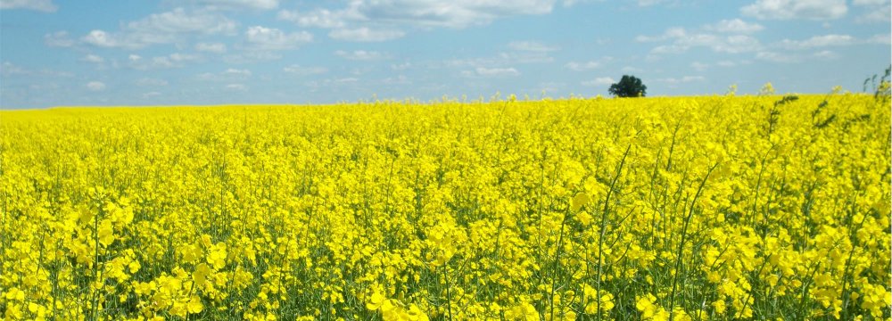 Oilseed Cultivation Expanded to Achieve 70% Self-Sufficiency 