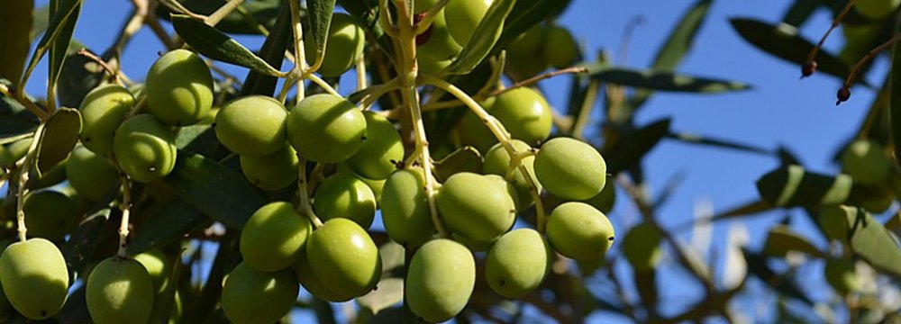  Iran has 84,000 hectares of olive orchards.