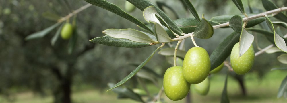 43% Increase in Olive Production 