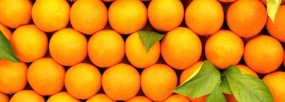 Orange Exports at 16,700 Tons 