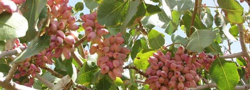 The expected decline is due to extreme cold and hot temperatures experienced by pistachio orchards this year.