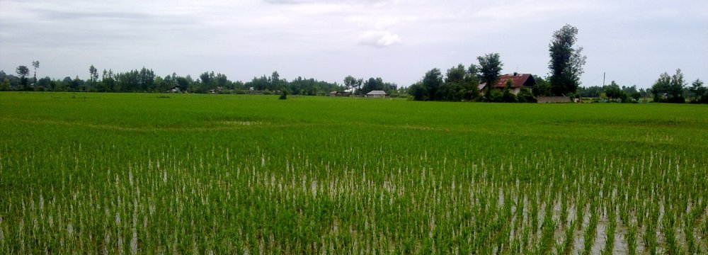 Rice Cultivation to Be Restricted to 2 Northern Provinces