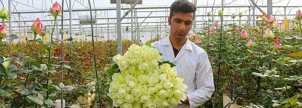 Roses Sold to  37 Countries 