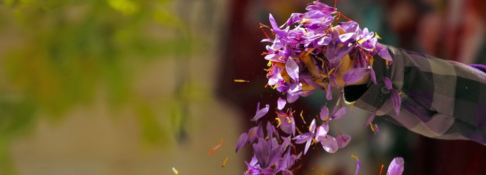 Iran produces more than 300 tons of saffron annually.