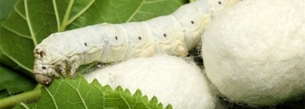 Silk Cocoon Yield Increases 15 Percent