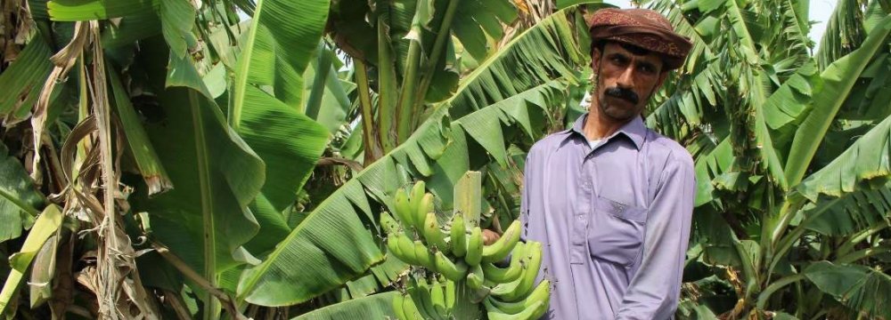 Sistan-Baluchestan Banana Output Expected to Reach 150K Tons 