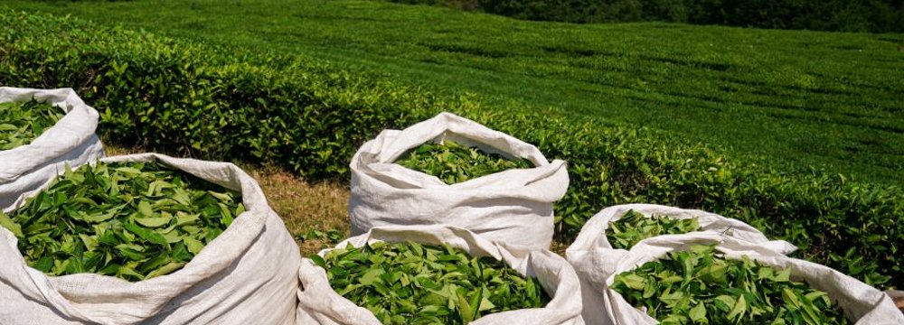 Annual Tea Exports Surge by 77% to Around $28 Million