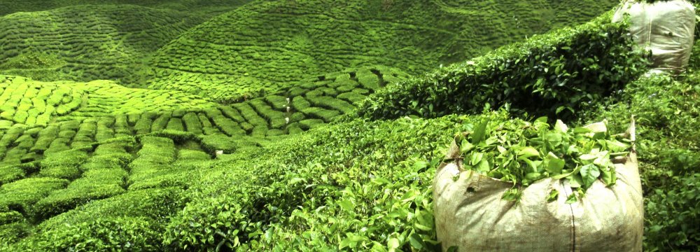 Tea Exported to 12 Countries 