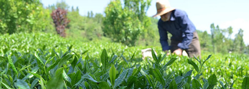 Factories Buy 9,700 Tons of Fresh Tea Leaves 