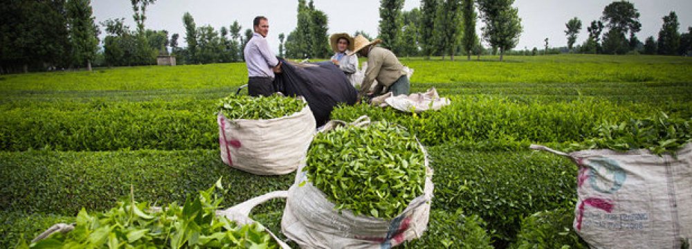 Gov’t Buys 4% More Fresh Tea Leaves 