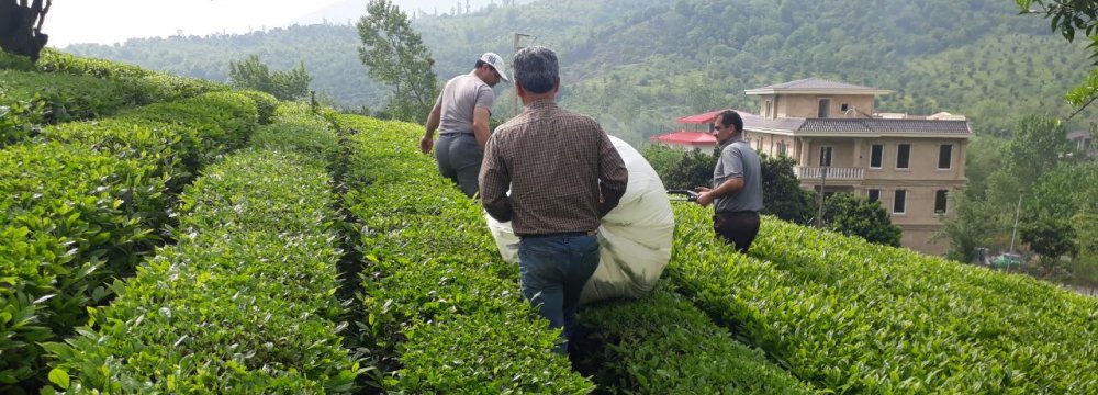 H1 Tea Production Exceeds 25K Tons  