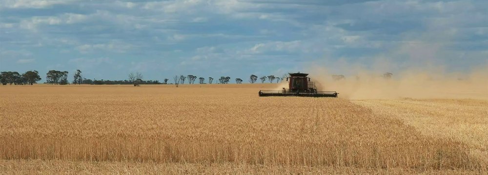 Land Under Wheat Cultivation Down 1.5% 