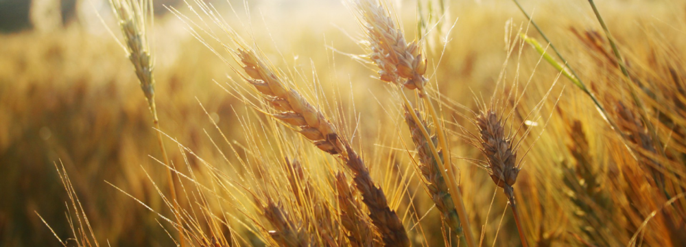 Wheat Production Estimated to Reach 13.5m Tons This Year