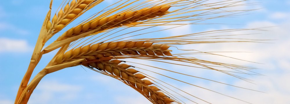 Wheat Output Estimated to Top 13m Tons