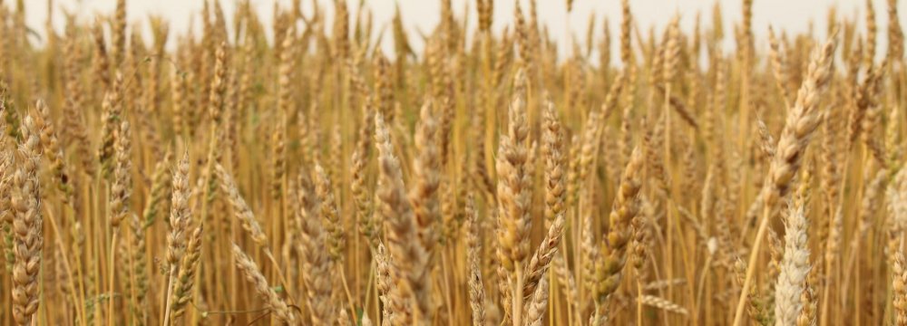Gov’t Announces Wheat Purchase Plan