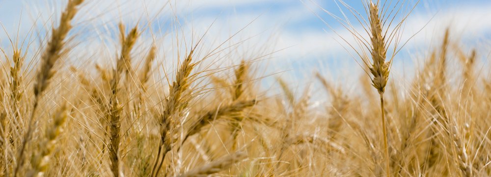 Gov’t Wheat Purchases Surpass Last Year’s