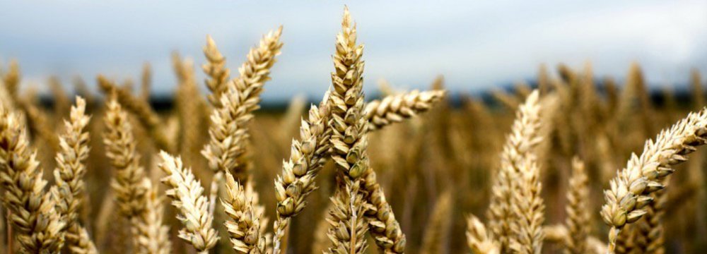 Government Buying Wheat to Build Up Strategic Reserve