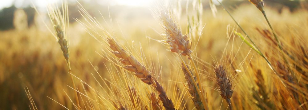 Iran Gov’t Buys 5.5% More Wheat This Year 