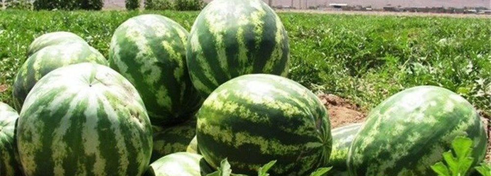 Watermelon Supplied to Market Ahead of Yalda Night