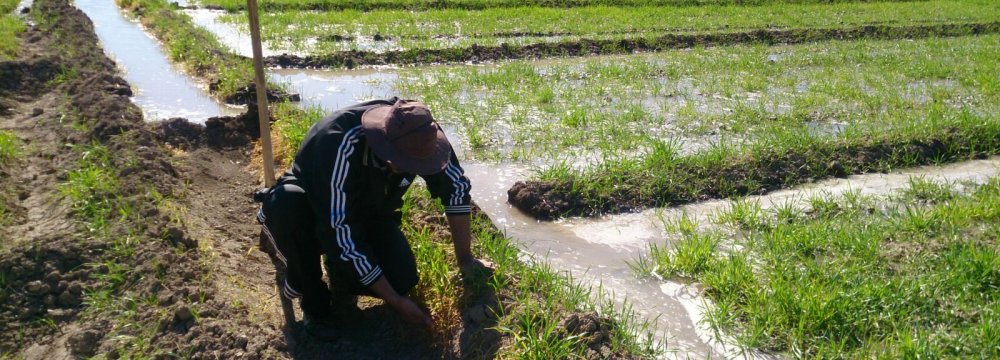 Because Iran is mostly arid, the agricultural sector relies on underground water resources to continue production.