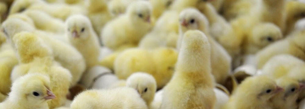 Millions of Day-Old Chickens Culled Amid Surplus Production