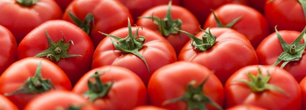 Tomato Exports Earn $98m in Two Months