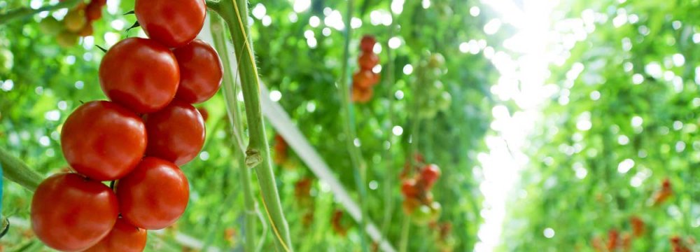 Greenhouse Tomato Output Expected to Exceed 333K Tons 
