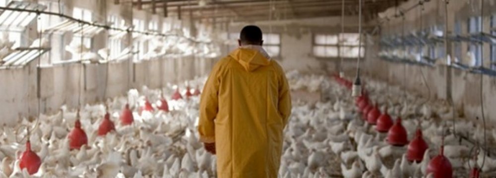 Industrial Chicken Farms Inflation at -7%