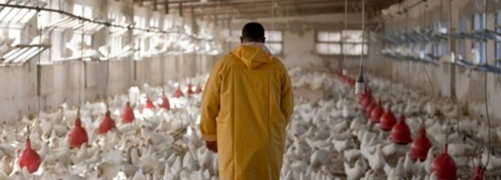 Poultry Production Surpasses 470,000 Tons in 4th Quarter