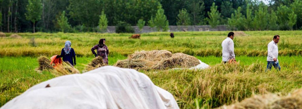 Rural Areas Account for 25% of All New Jobs in Fiscal 2018-19