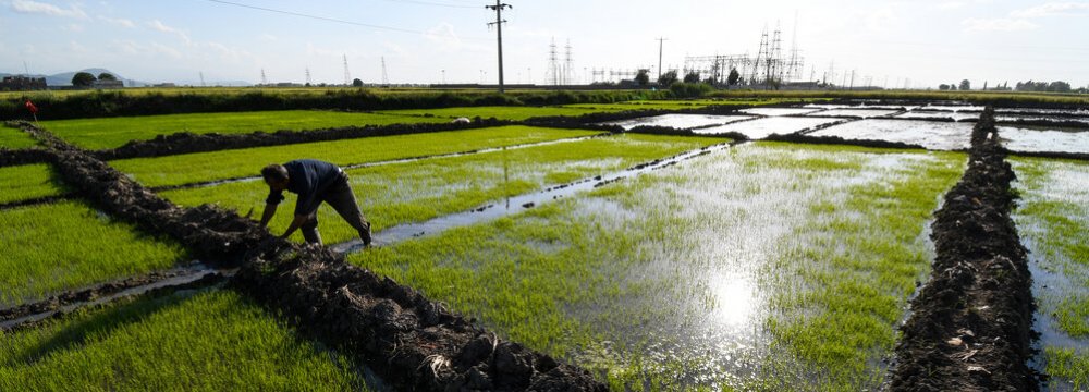 No Subsidy for Rice Import 