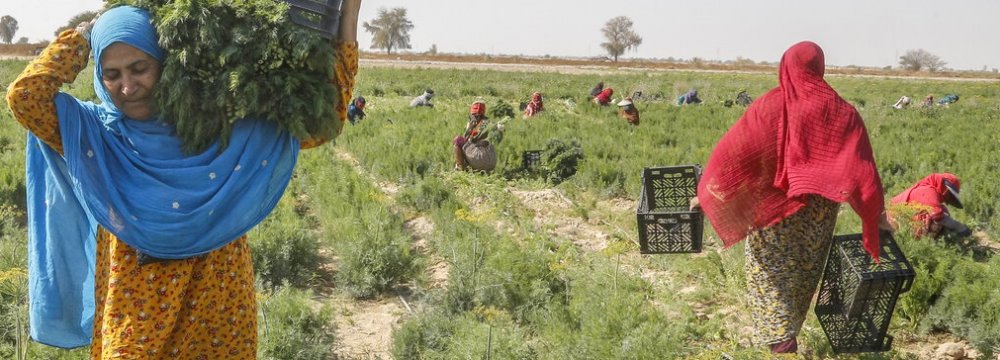 Female Householders Up 26.8%