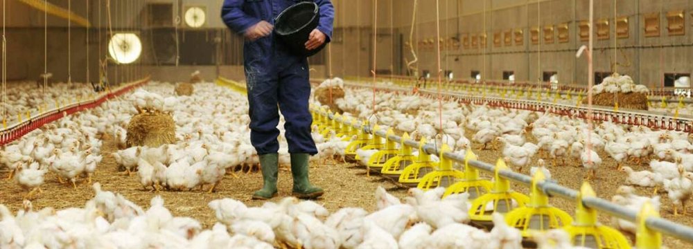 Poultry Production Up 12% 