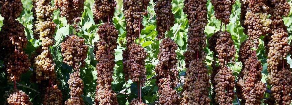 Malayer Exports Raisins to 18 Countries in Six Months 