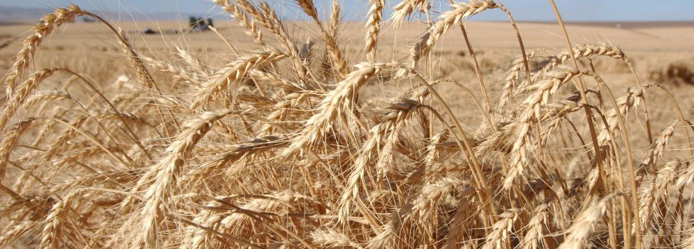 Iran’s Wheat Output Rises: USDA