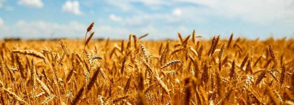 Gov’t to Import 3m Tons of Wheat to Refill Strategic Reserves 