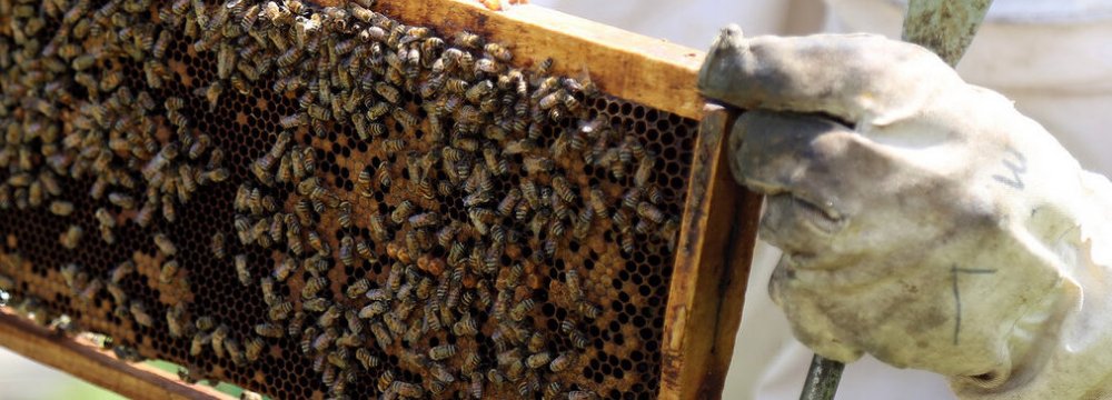 Honey Exports Earn $3 Million in 8 Months