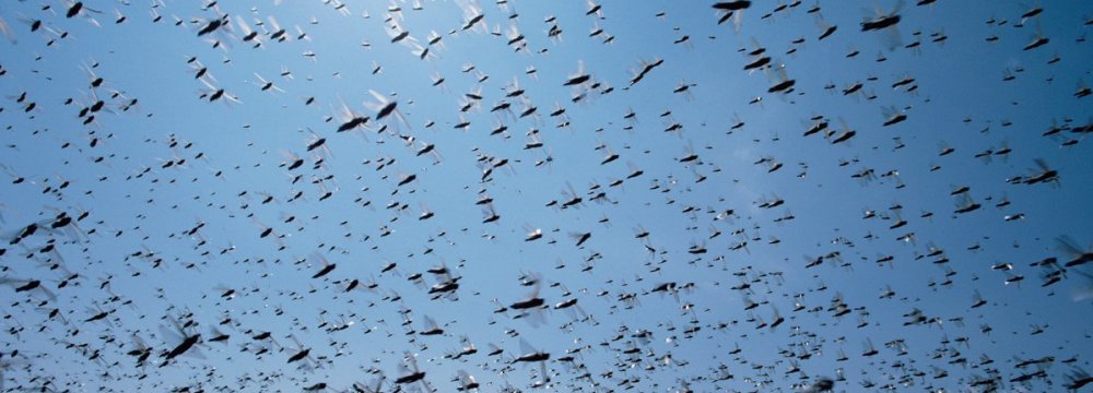 Swarms of Desert Locust Spotted in Southern Iran