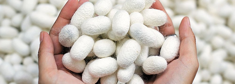 Silk Cocoon Production Breaks 12-Year Record With 21% Jump 