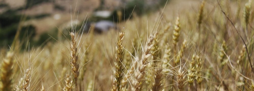 Gov’t Buys 7% More Wheat From Local Farmers This Year