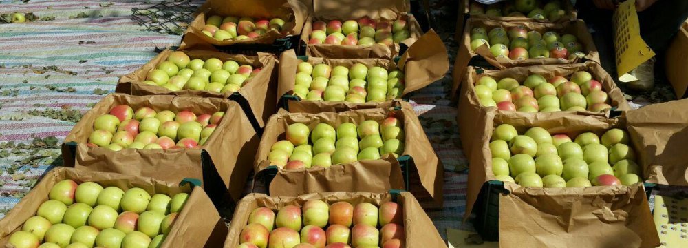 Apple Exports More Than Double