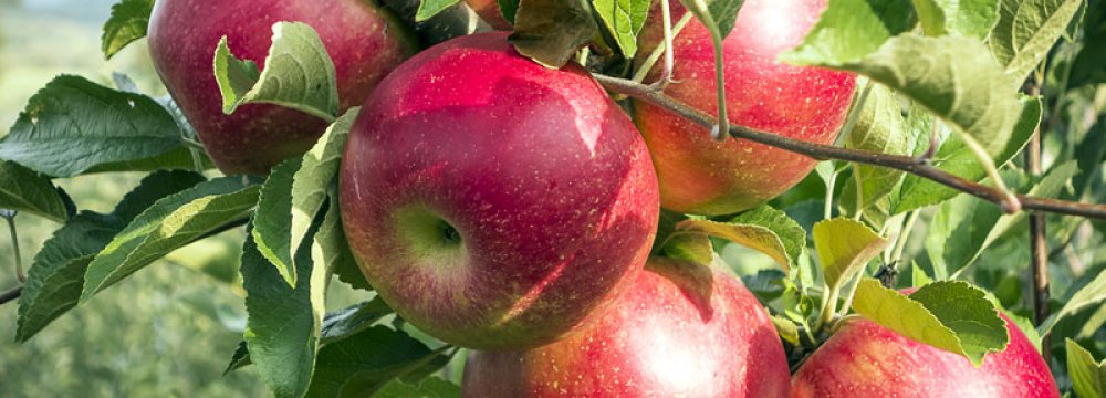 Iran Apple Production Expected to Decline