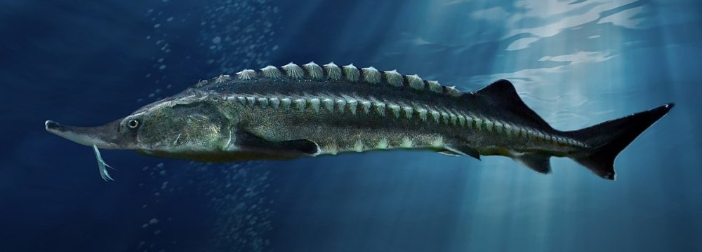 Ban on Caspian Sturgeon Harvest Extended by One Year