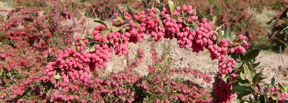 Iran Accounts for 98% of World Barberry Output