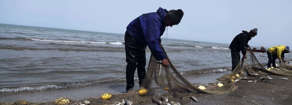 Caspian Boney Fish Harvest Rises by 11% in Two Months  