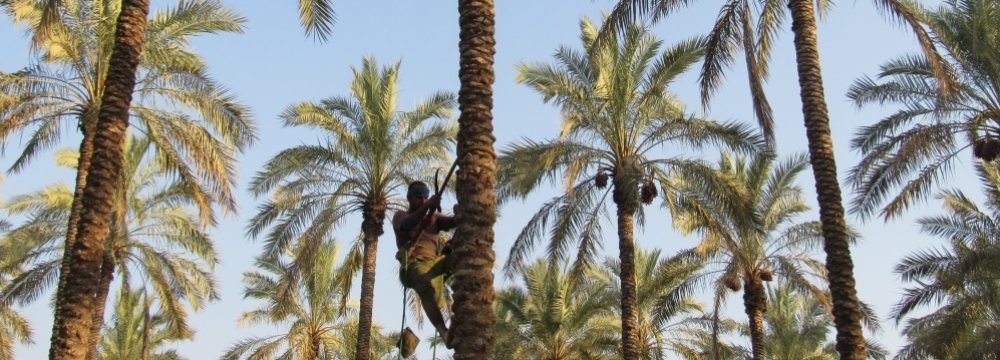 10,000 Tons of Dates Exported From Bushehr in 2 Months