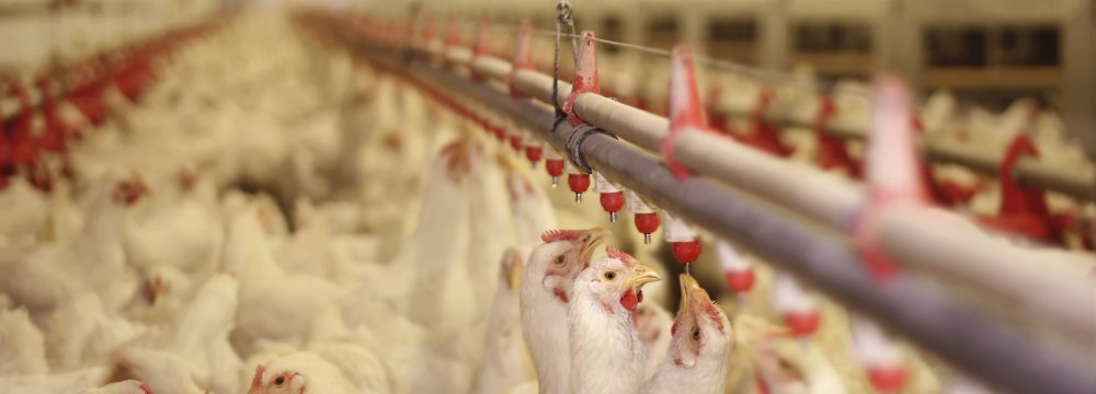 Ban on Chicken Exports Takes Effect
